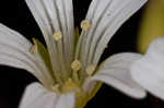 Pitcher's stitchwort